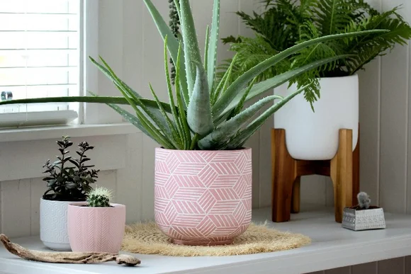 Drei Topfpflanzen auf einem Regal